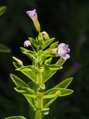 Limnophila aromatica