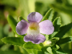 Limnophila aromatica