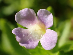 Limnophila aromatica