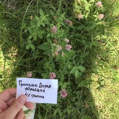 Trifolium pratense