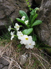 Primula vulgaris