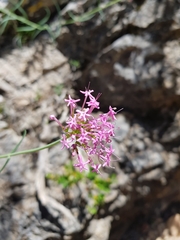 Centranthus lecoqii