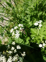 Paranthrene tabaniformis