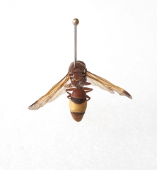 Antodynerus flavescens