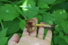 Gymnopus ocior