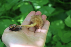 Gymnopus ocior