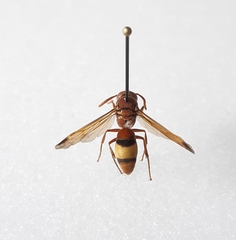 Antodynerus flavescens