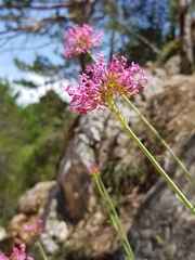 Centranthus lecoqii