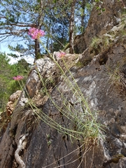 Centranthus lecoqii