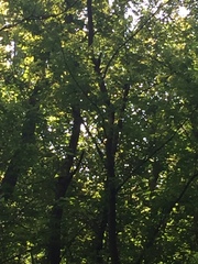 Melanerpes carolinus