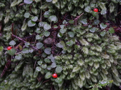 Nertera dichondrifolia