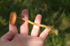 Cortinarius tubarius