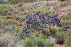 Psorothamnus arborescens