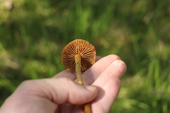 Cortinarius tubarius