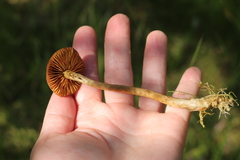 Cortinarius tubarius