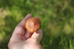 Cortinarius tubarius