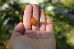 Galerina tibiicystis