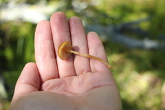 Galerina tibiicystis