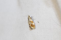 Phalonidia ontariana