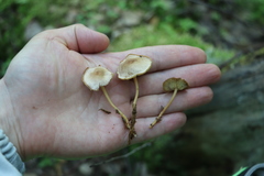 Gymnopus ocior