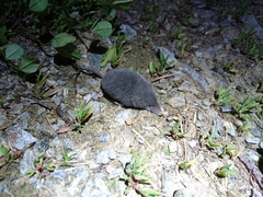 Sorex alpinus