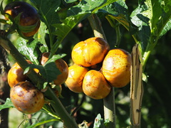 Solanum galeatum
