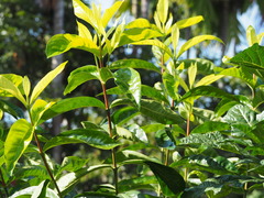 Solanum galeatum