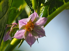 Solanum galeatum