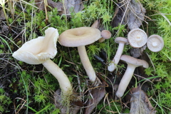 Lactarius vietus