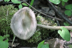 Amanita umbrinolutea