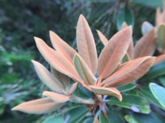 Rhododendron hyperythrum