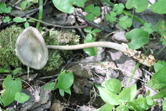 Amanita umbrinolutea