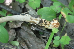 Amanita umbrinolutea