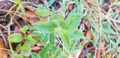 Tridax procumbens image