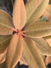 Rhododendron hyperythrum