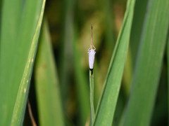 Cofana spectra