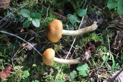 Pholiota elegans