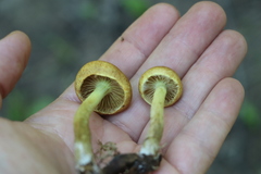 Pholiota elegans