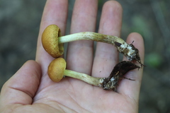Pholiota elegans