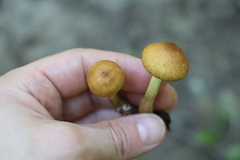 Pholiota elegans