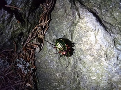 Carabus auronitens intercostatus