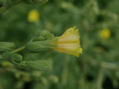 Lactuca sativa