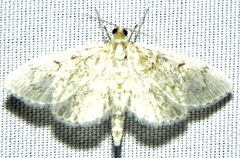 Anania quebecensis