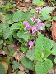 Lamium maculatum