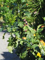 Solanum galeatum