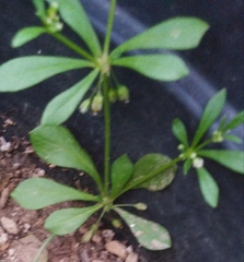 Mollugo verticillata