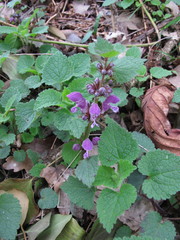Lamium maculatum