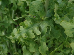 Lactuca sativa