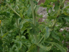 Lactuca sativa