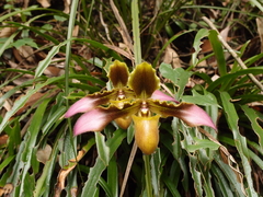 Paphiopedilum hirsutissimum